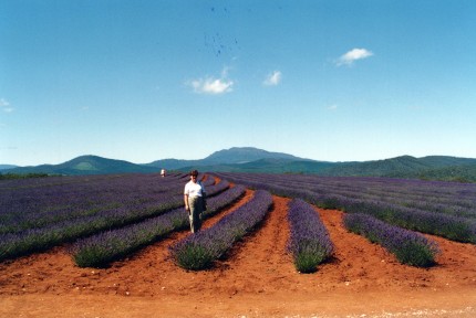 Lavendar Fields in Tasmania