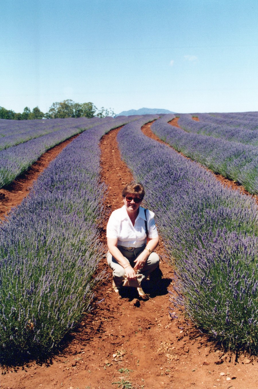 Bridestowe Lavender Farm, Tasmania